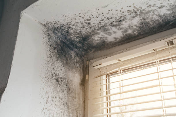 Affordable Mold Remediation solutions in Trenton, IL
